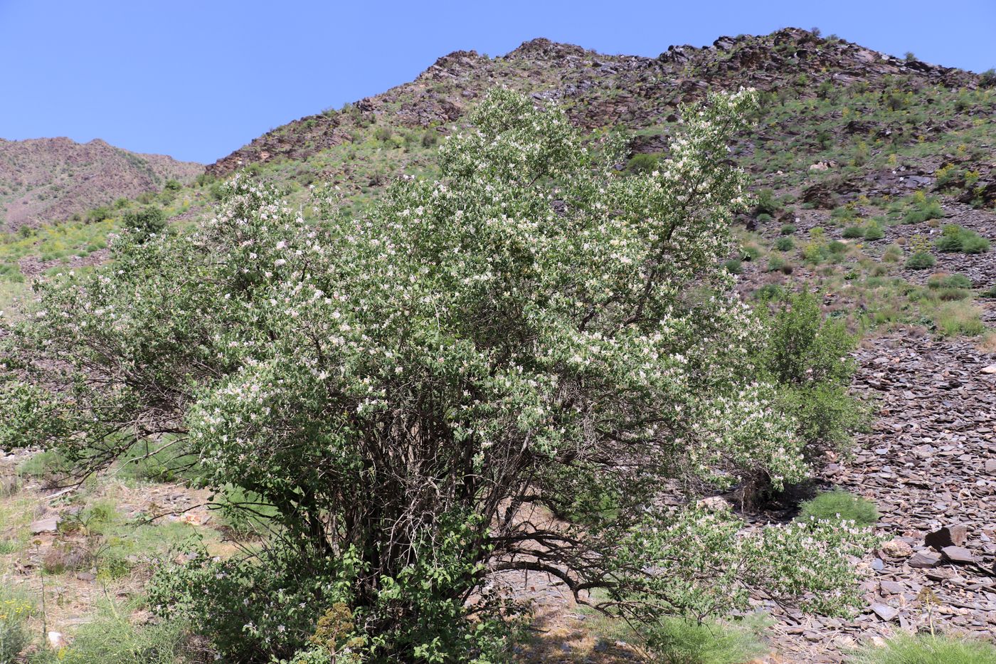 Image of Lonicera nummulariifolia specimen.