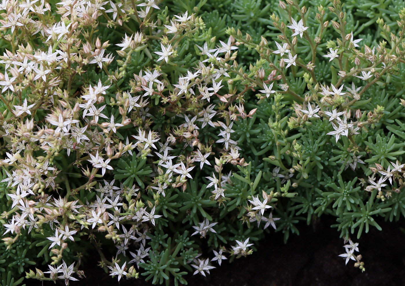 Image of Sedum pallidum ssp. bithynicum specimen.