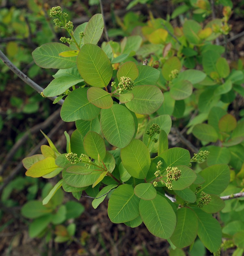 Image of Cotinus coggygria specimen.