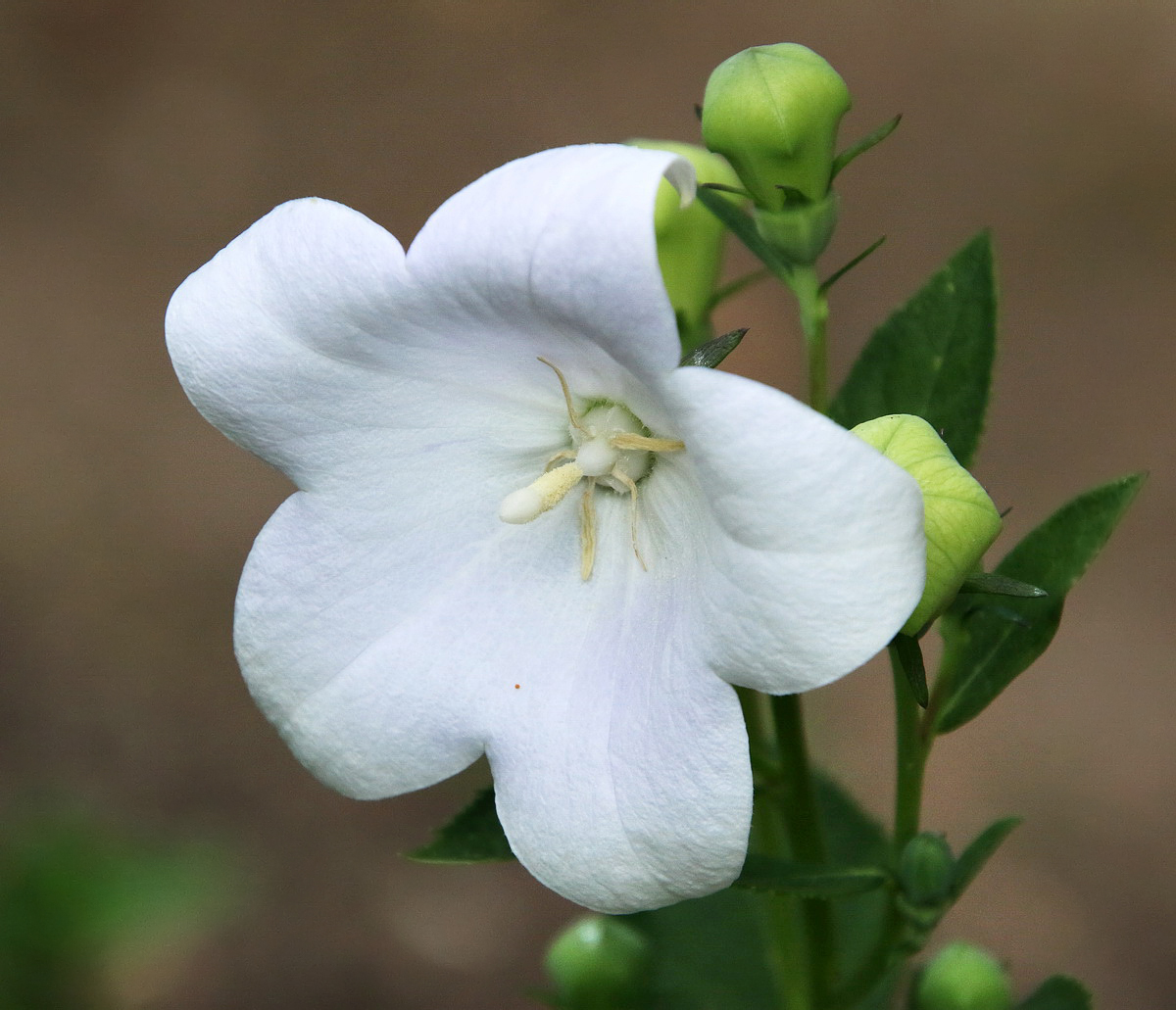 Image of Platycodon grandiflorus specimen.