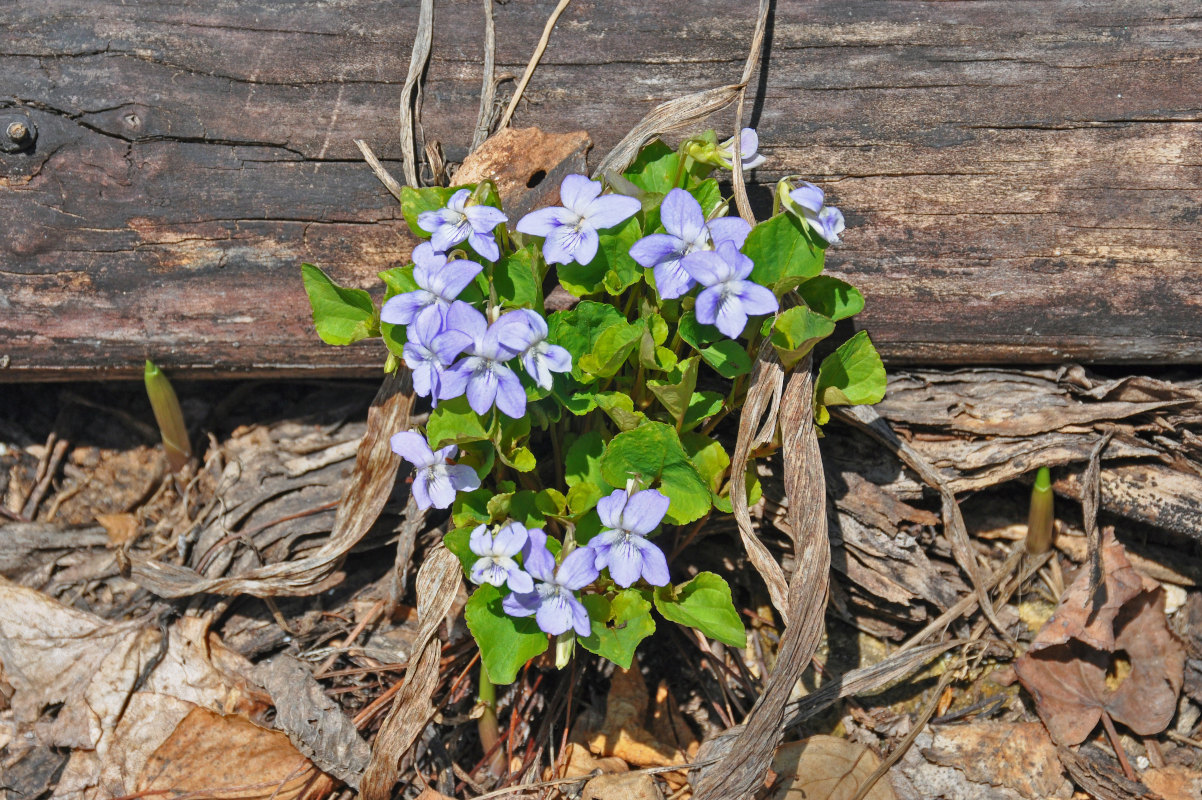 Image of genus Viola specimen.