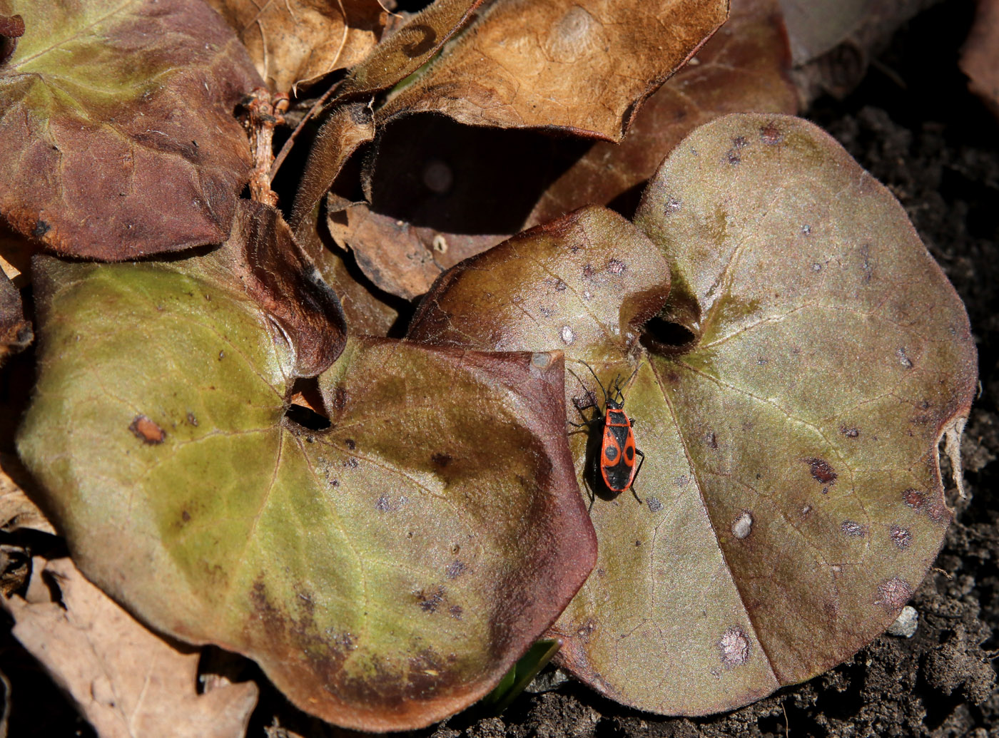 Изображение особи Asarum europaeum.