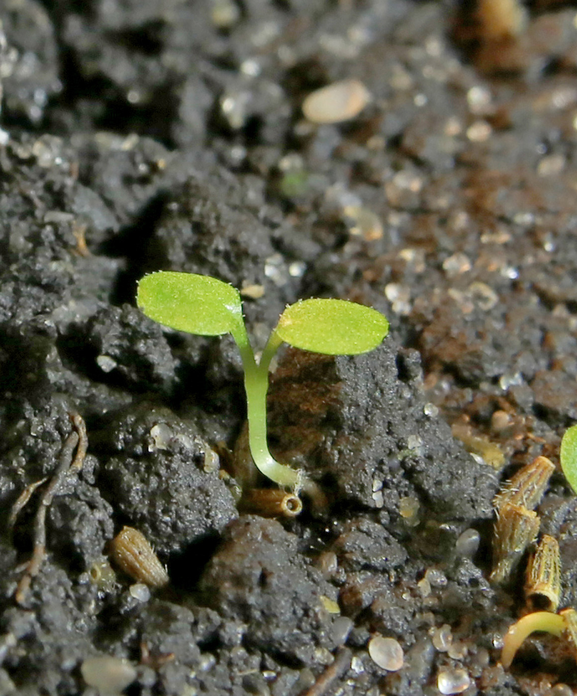 Image of Doronicum orientale specimen.