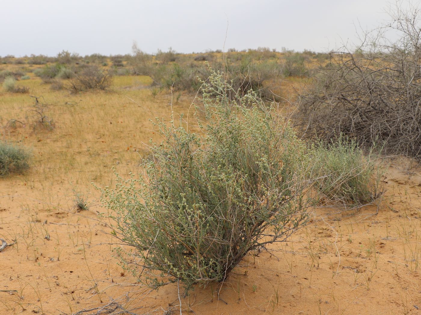 Image of Mausolea eriocarpa specimen.