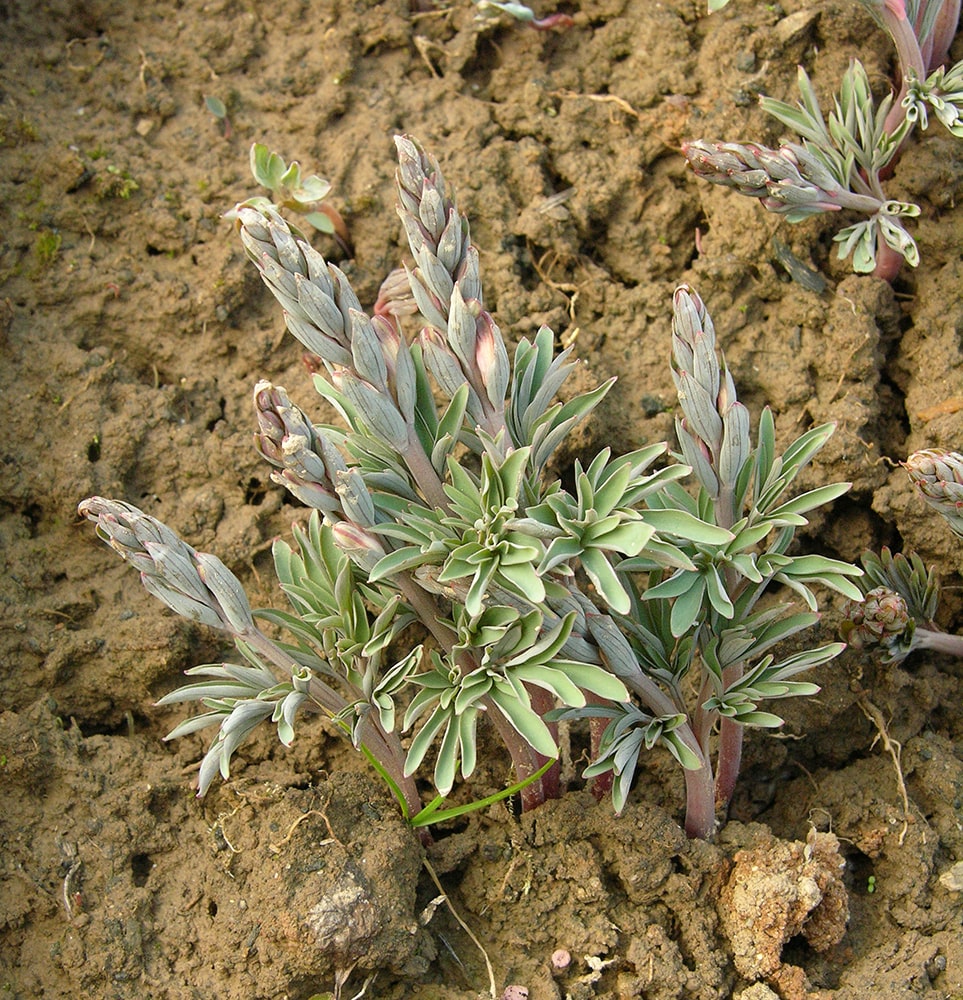 Изображение особи Corydalis schanginii.