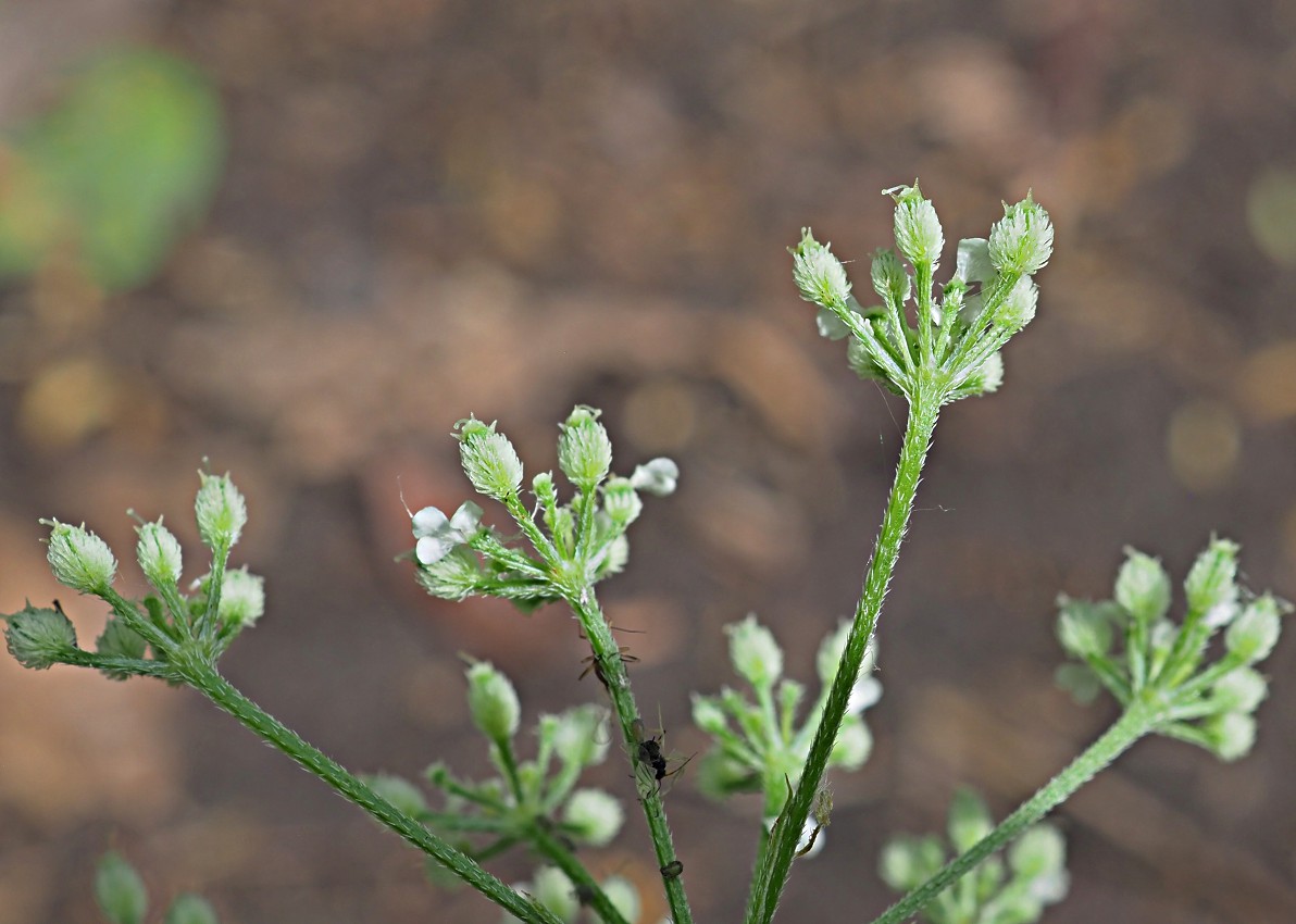 Изображение особи Torilis japonica.