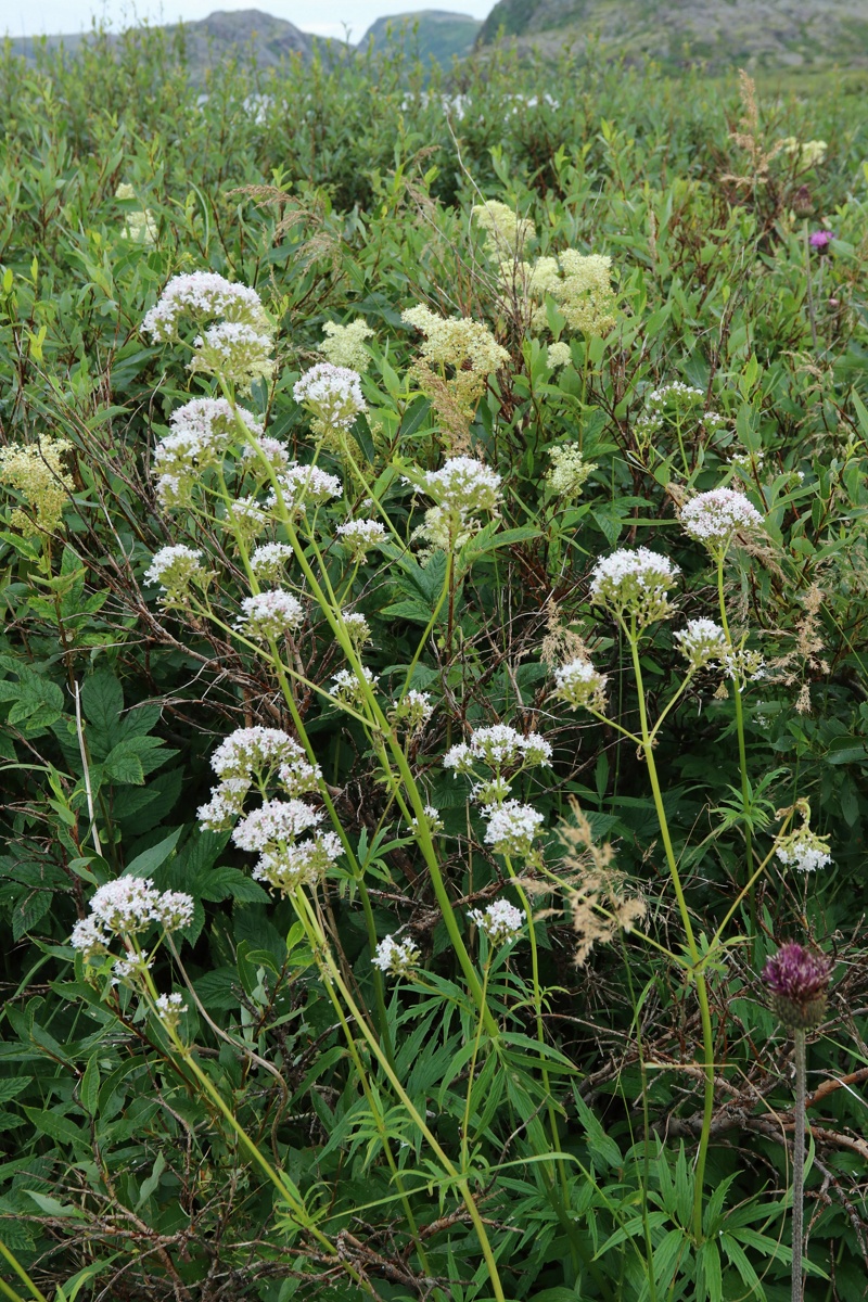 Image of Valeriana sambucifolia specimen.