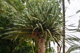 Dracaena arborea. Верхушка ствола вегетирующего растения. Марокко, обл. Марракеш - Сафи, г. Марракеш, в культуре. 31.12.2022.