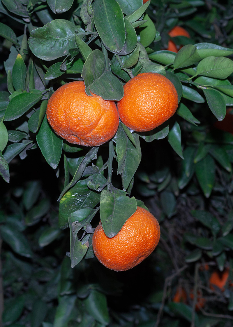 Image of Citrus reticulata specimen.