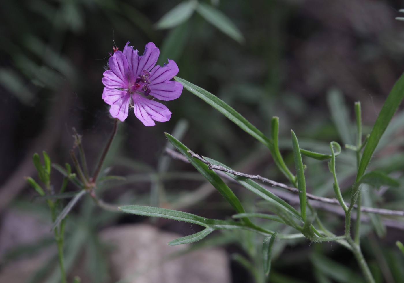 Изображение особи Geranium transversale.