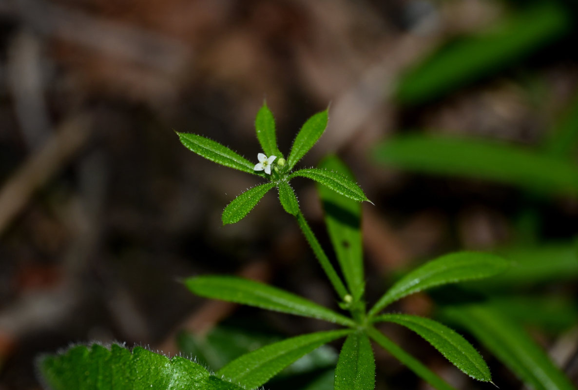 Изображение особи Galium aparine.