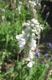 Salvia farinacea. Соцветие (белоцветковая форма). Южный Берег Крыма, Артек, клумба. 26 июля 2010 г.