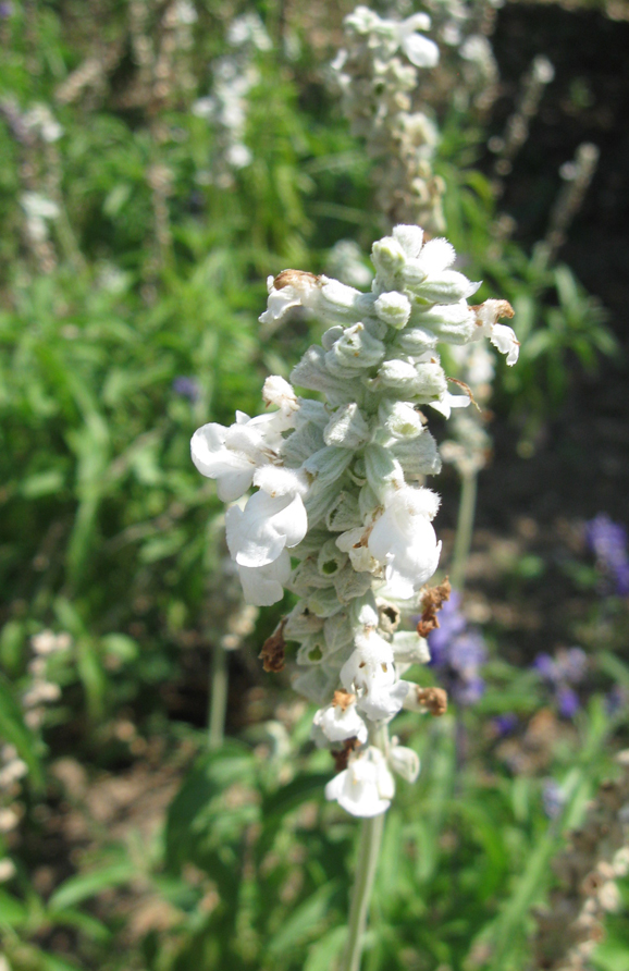 Image of Salvia farinacea specimen.