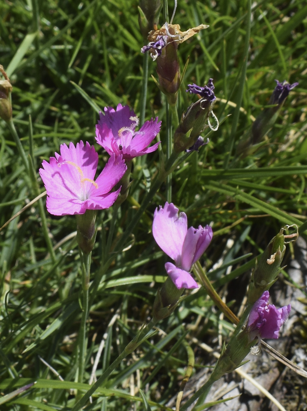 Image of Dianthus vigoi specimen.