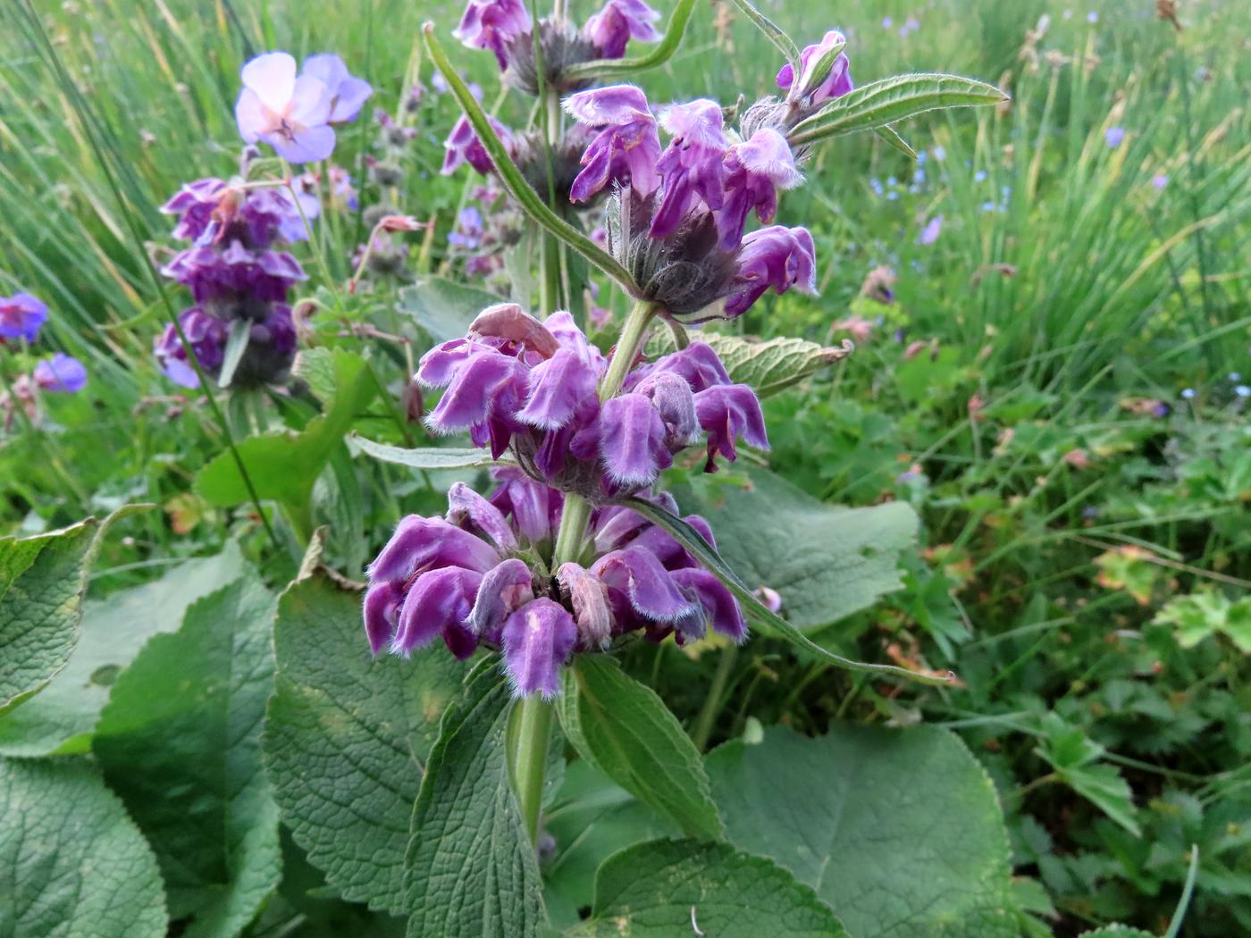 Image of Phlomoides oreophila specimen.