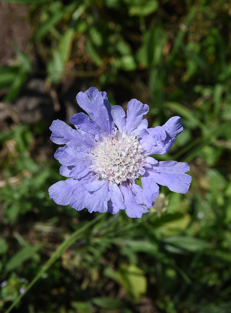 Image of Lomelosia caucasica specimen.