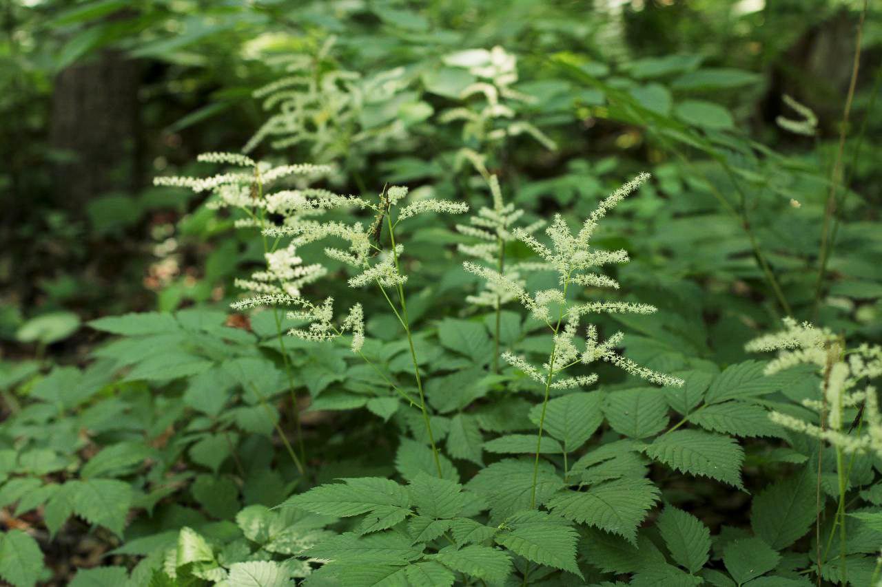 Image of Aruncus dioicus specimen.