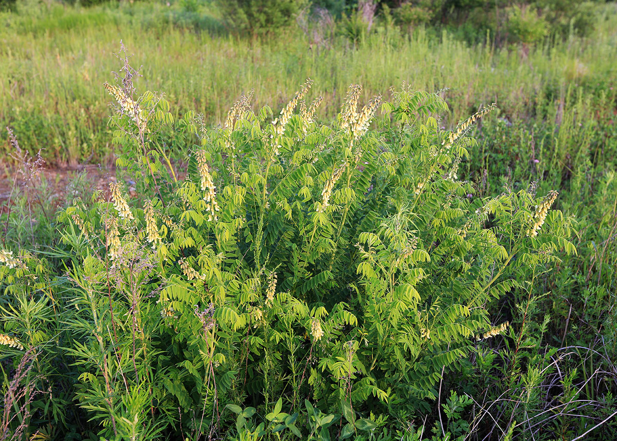 Изображение особи Sophora flavescens.