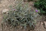 Cirsium argillosum