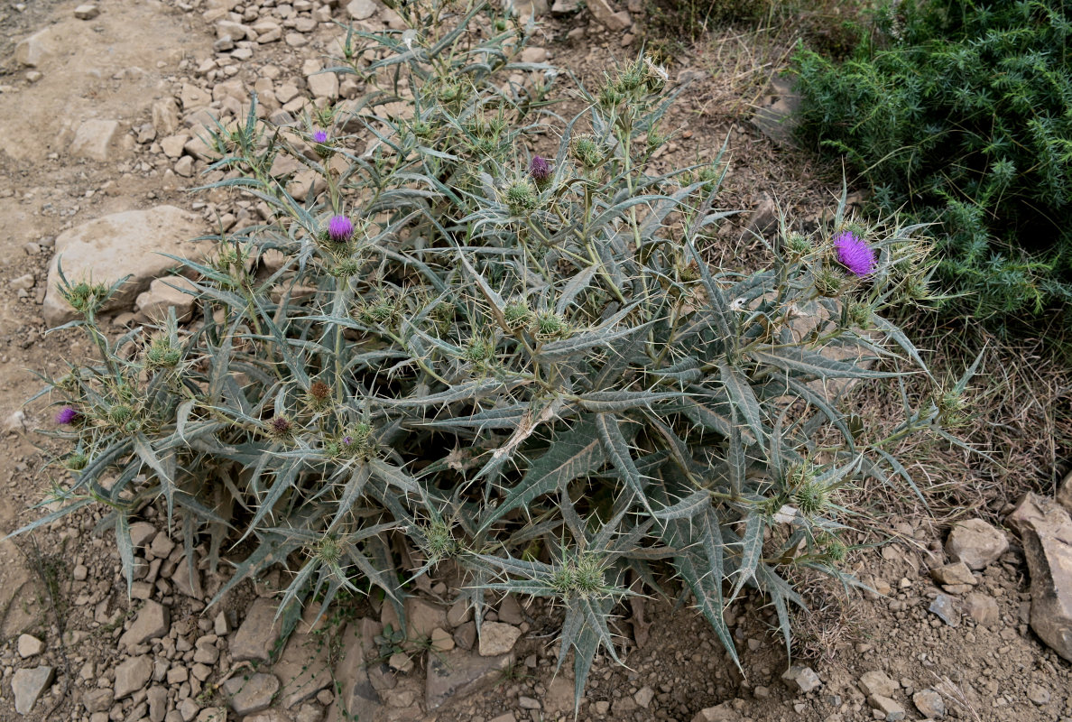 Image of Cirsium argillosum specimen.