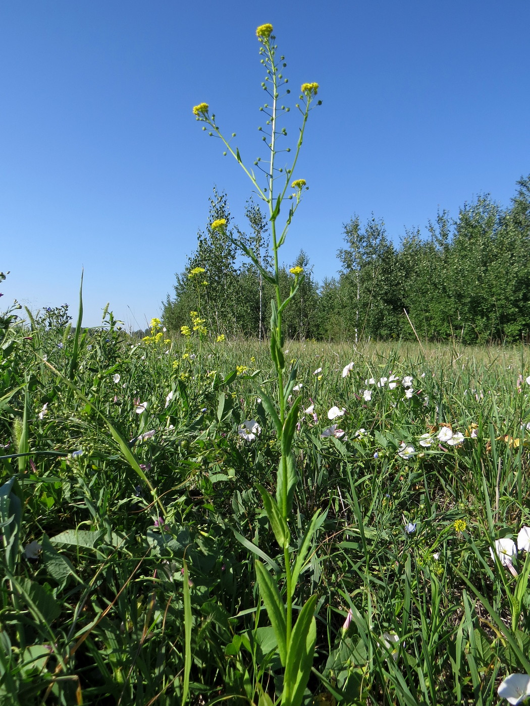 Изображение особи Neslia paniculata.