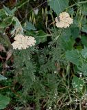 Achillea nobilis. Цветущие растения в сообществе с Chenopodium, Avena и Gypsophila. Грузия, окр. г. Тбилиси, гора Кениси, луговой склон. 10.06.2023.