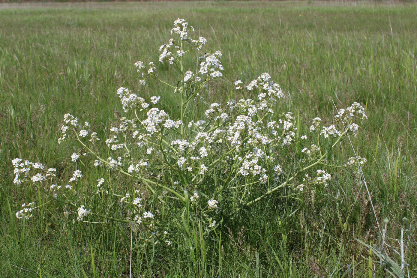 Image of Crambe tataria specimen.