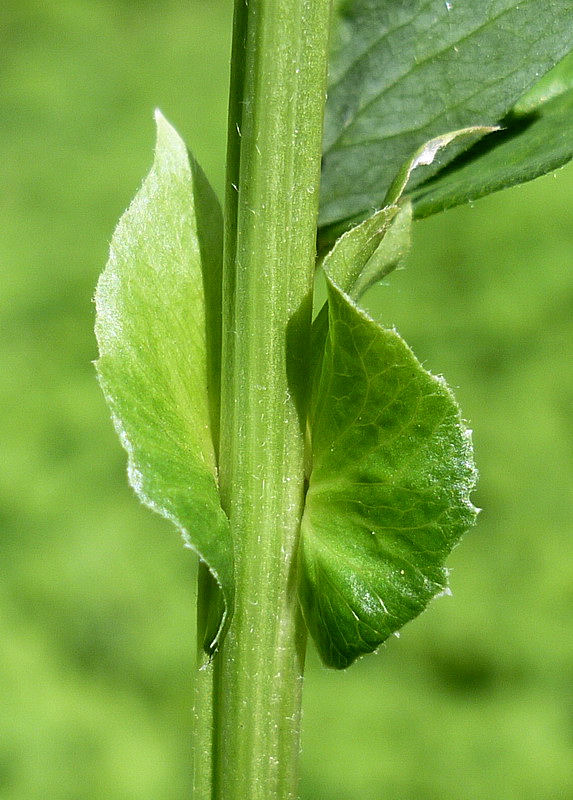 Image of Vicia ramuliflora specimen.