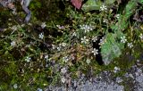 Petrorhagia saxifraga