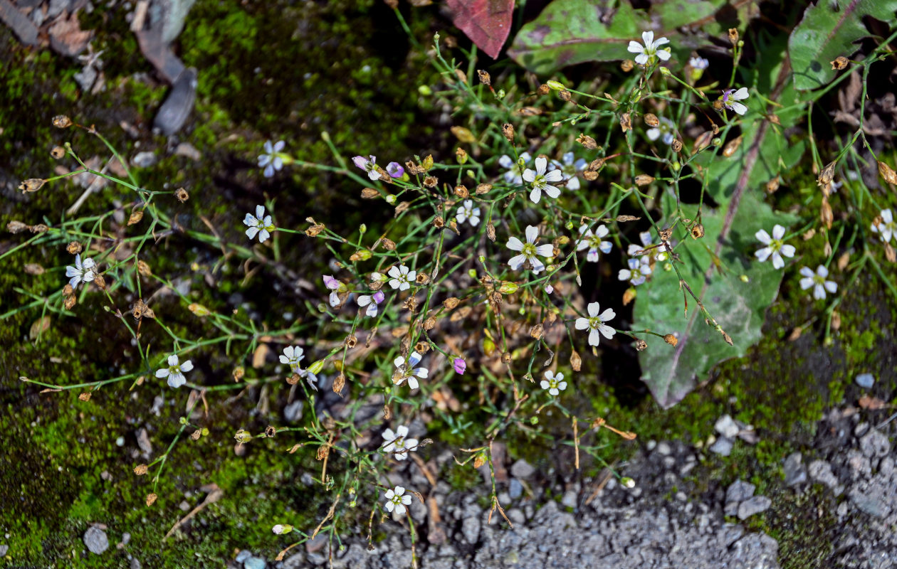 Изображение особи Petrorhagia saxifraga.