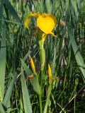 Iris pseudacorus. Верхушка побега с цветком и бутонами в окружении листьев Phragmites australis. Московская обл., Талдомский р-н, окр. СНТ \"Сокол\", заболоченная канава возле СНТ. 15.06.2023.