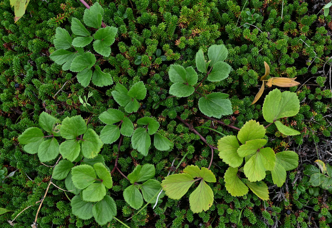 Image of Ligusticum scoticum specimen.