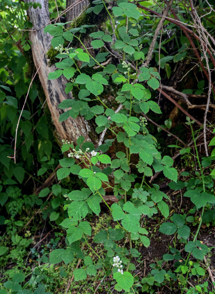 Image of Rubus sanctus specimen.