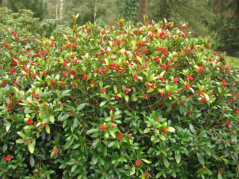 Image of Skimmia japonica specimen.