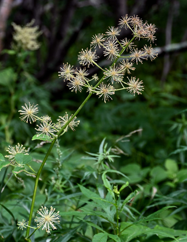 Изображение особи Aralia cordata.