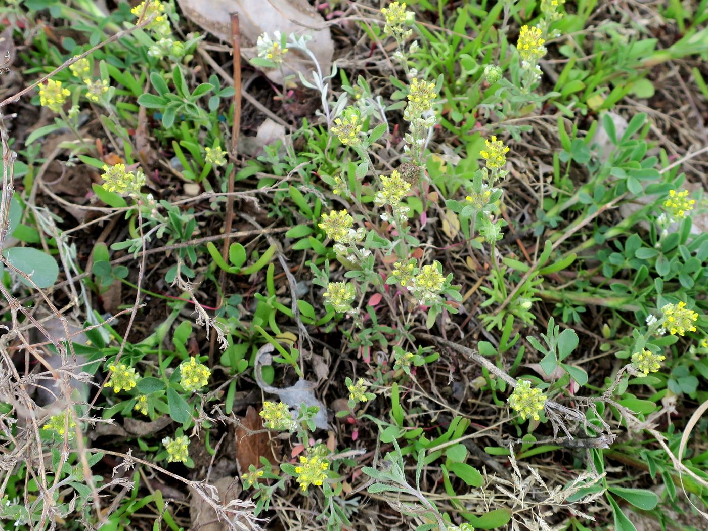 Изображение особи Alyssum turkestanicum var. desertorum.