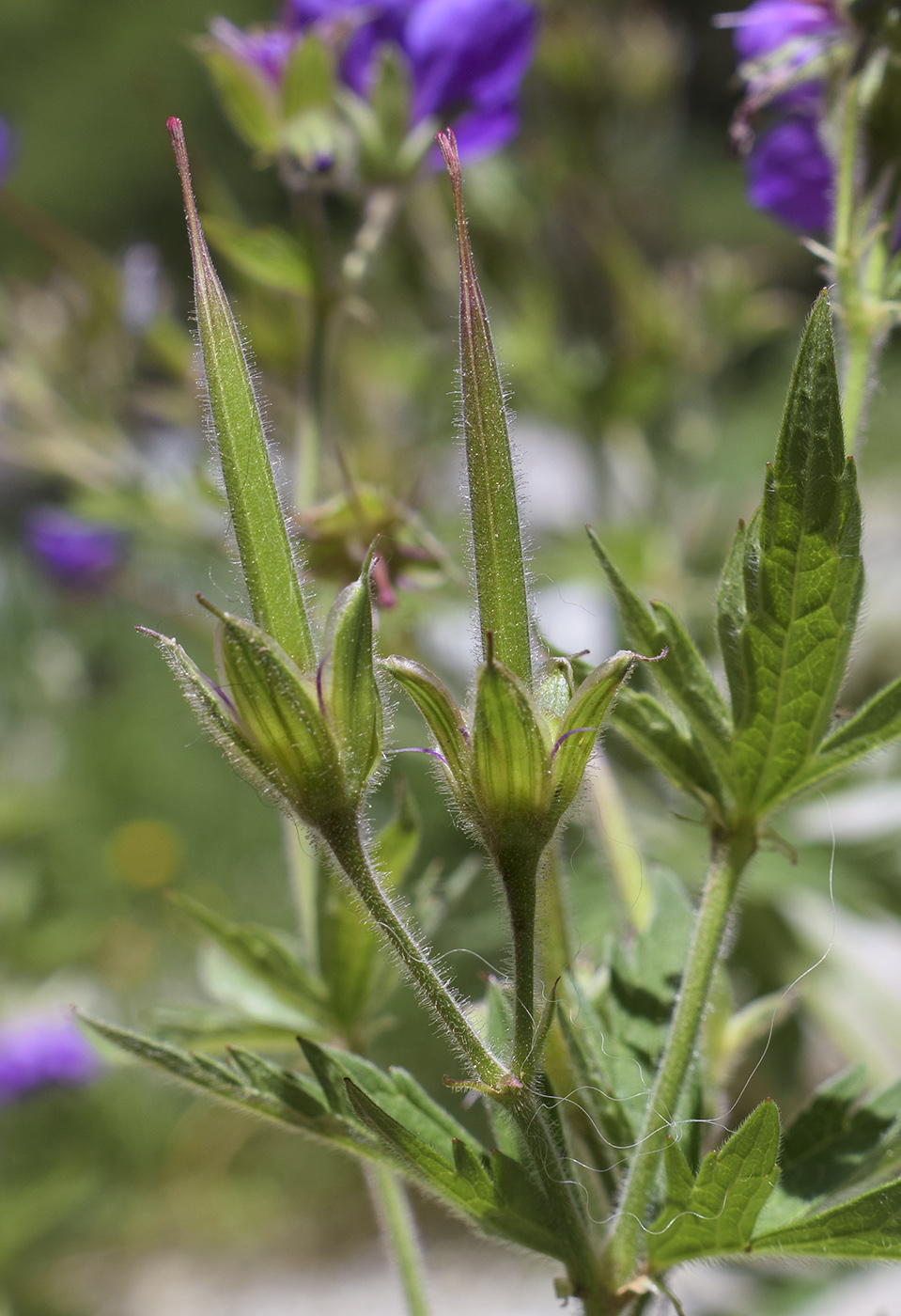 Image of Geranium sylvaticum specimen.