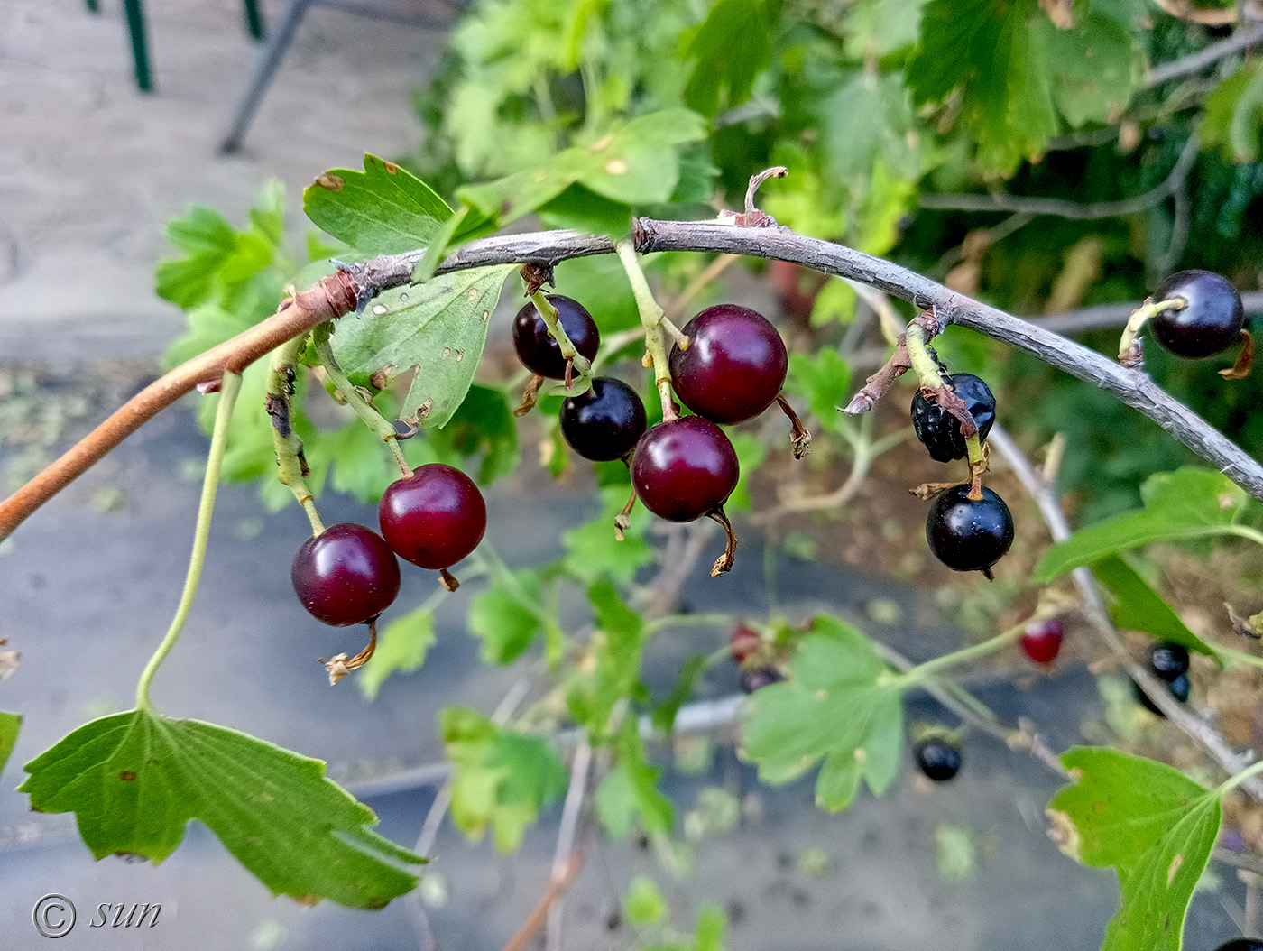 Image of Ribes aureum specimen.