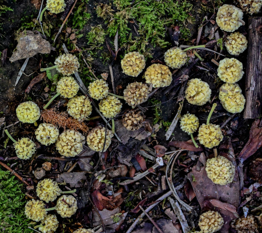 Изображение особи Maclura tricuspidata.