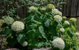 Hydrangea arborescens. Цветущее растение. Вологодская обл., г. Вологда, в культуре. 13.07.2024.