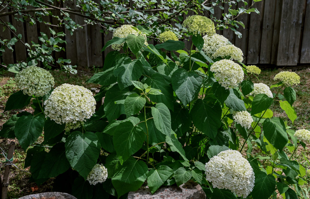 Image of Hydrangea arborescens specimen.