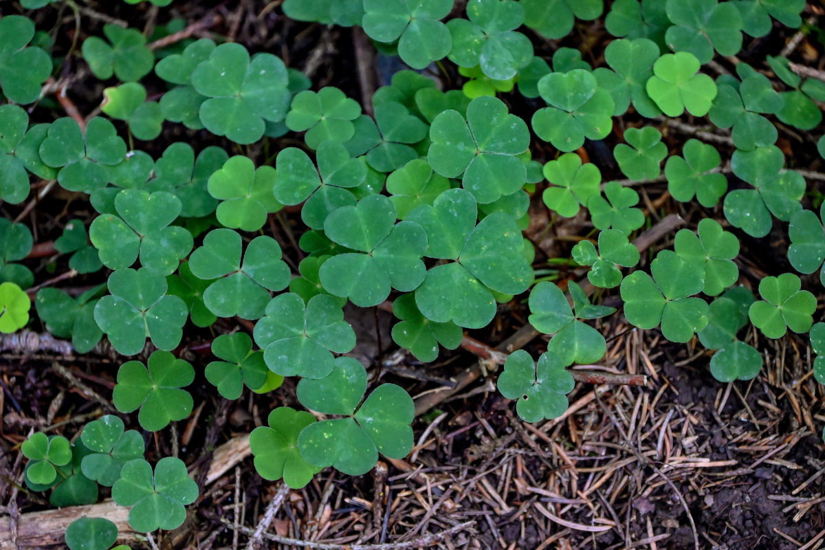 Изображение особи Oxalis acetosella.