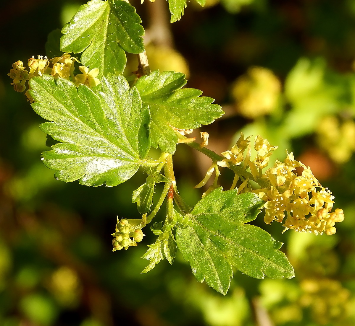 Image of Ribes alpinum specimen.