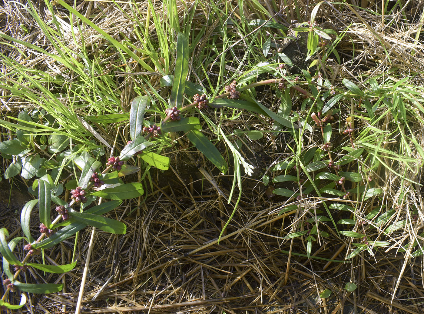 Изображение особи Ammannia robusta.