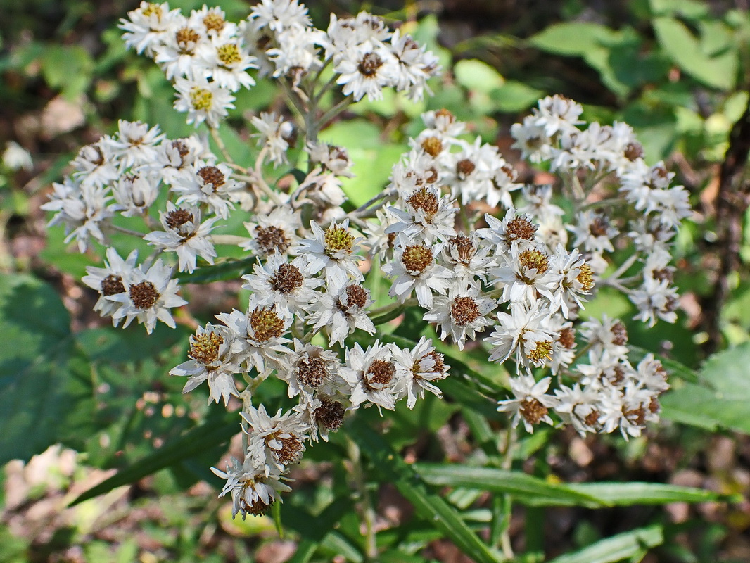 Изображение особи Anaphalis margaritacea.