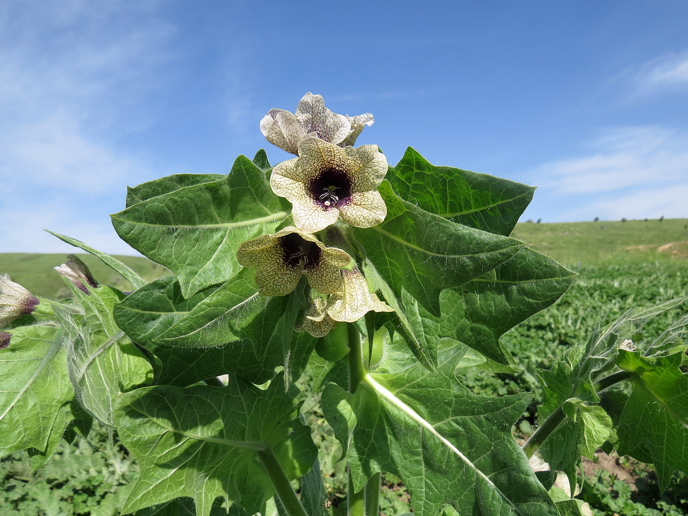 Изображение особи Hyoscyamus niger.