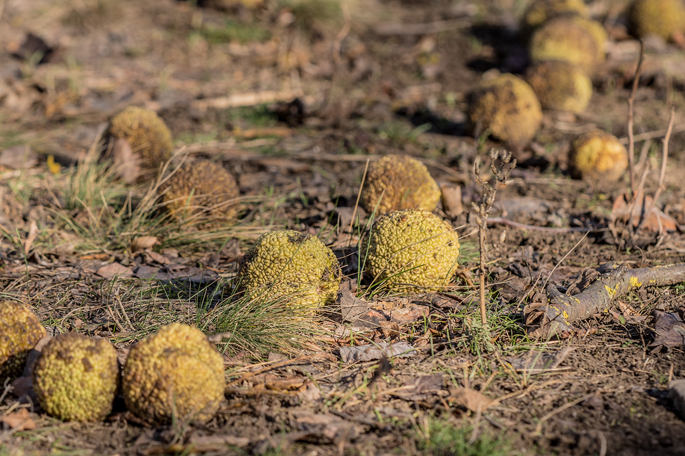 Image of Maclura pomifera specimen.