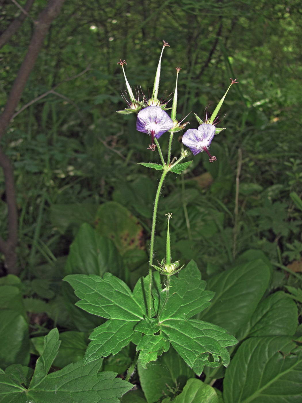 Изображение особи Geranium platyanthum.