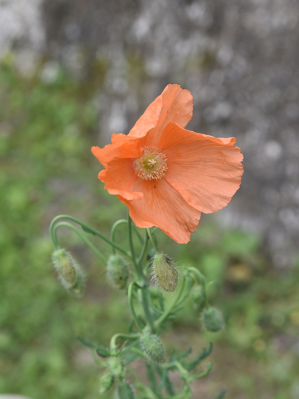 Image of Papaver fugax specimen.