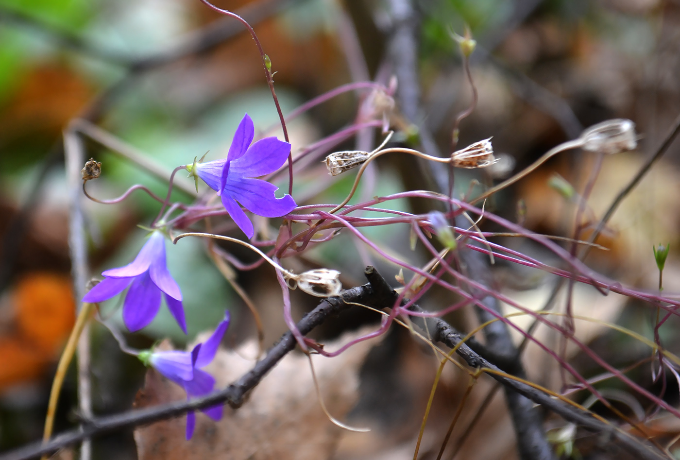 Image of Campanula patula specimen.